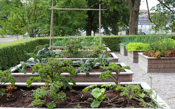 Low‑maintenance vegetables that quietly thrive with minimal care