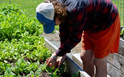 Low-maintenance vegetables that still reward you with plenty of homegrown food