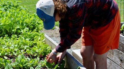 Low-maintenance vegetables that still reward you with plenty of homegrown food
