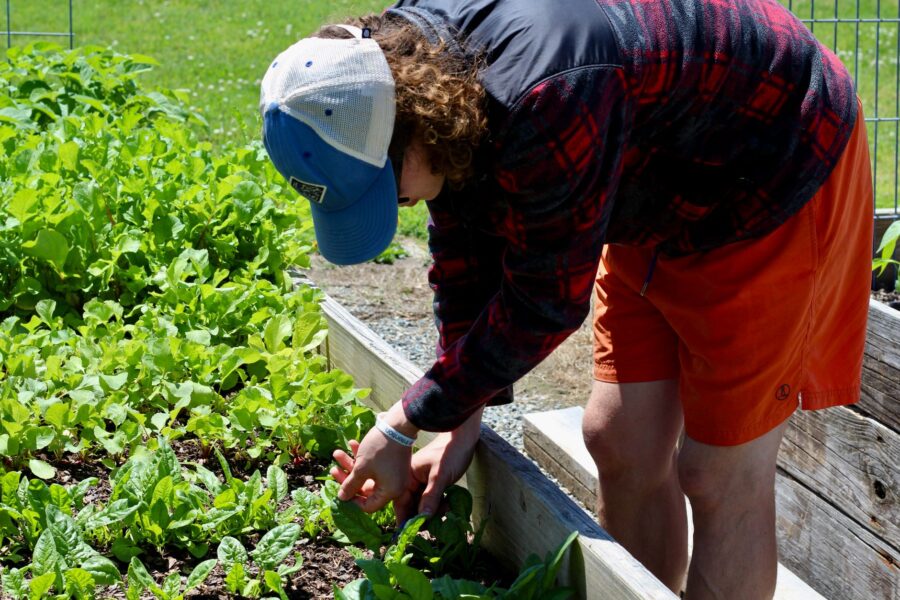 Raised vegetable bed