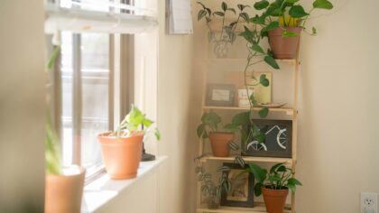 Medium-light indoor plants that suit real homes and busy schedules