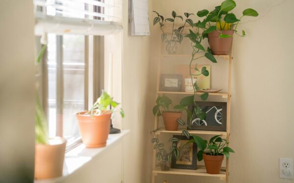 Medium-light indoor plants that suit real homes and busy schedules