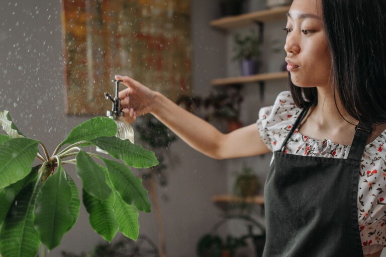 Indoor plants spray