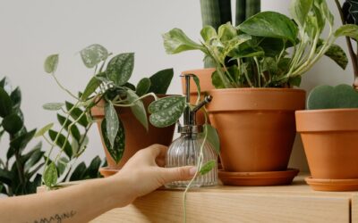 Misting indoor plants: when it helps, when it harms, and what to do instead