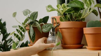 Misting indoor plants: when it helps, when it harms, and what to do instead