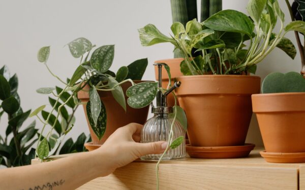 Misting indoor plants: when it helps, when it harms, and what to do instead