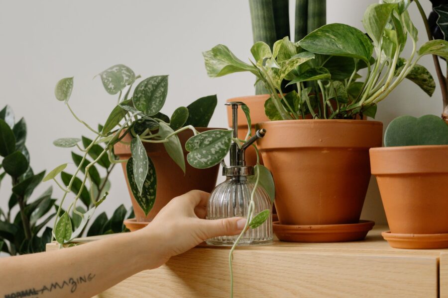 Indoor plants spray