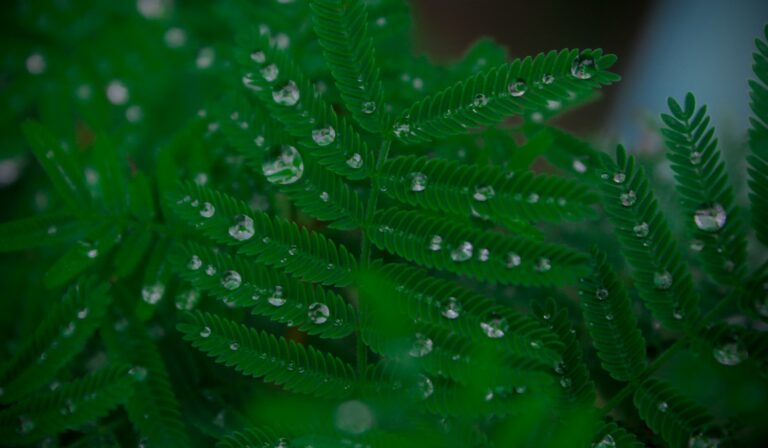 Fern leaves water