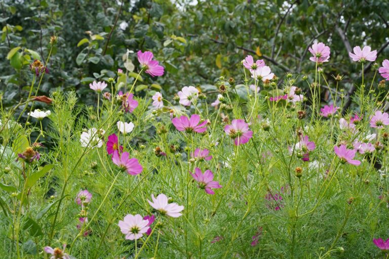 Cosmos flowers vegetable