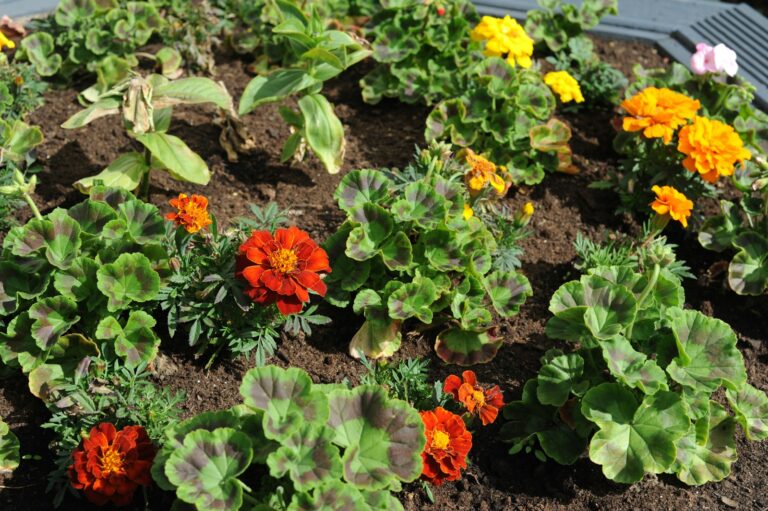 Mixed flower vegetable