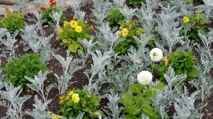 Mixed flower and vegetable beds for a beautiful and productive garden