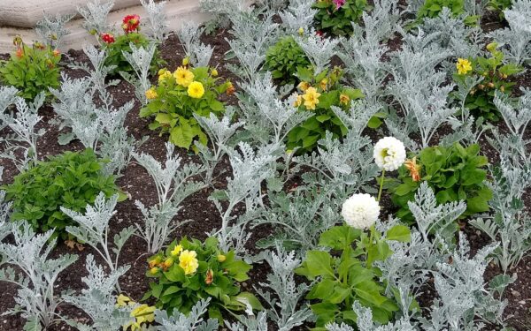 Mixed flower and vegetable beds for a beautiful and productive garden