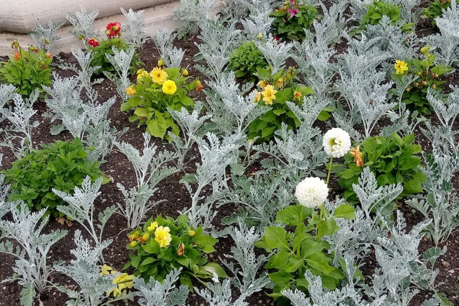 Mixed flower vegetable