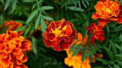 Mixing marigolds and lettuce: a simple guide to cheerful and productive beds