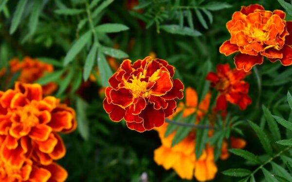 Mixing marigolds and lettuce: a simple guide to cheerful and productive beds