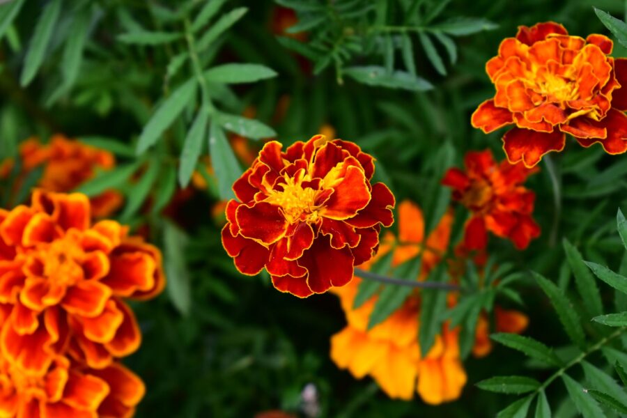 Marigolds lettuce growing