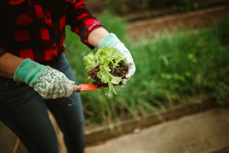 Marigolds lettuce growing