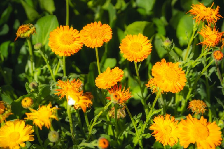Raised bed marigolds