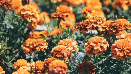 Mixing marigolds and tomatoes: a practical guide to interplanting flowers and vegetables