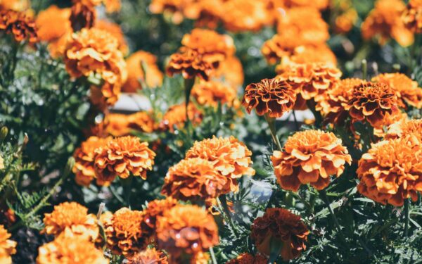 Mixing marigolds and tomatoes: a practical guide to interplanting flowers and vegetables