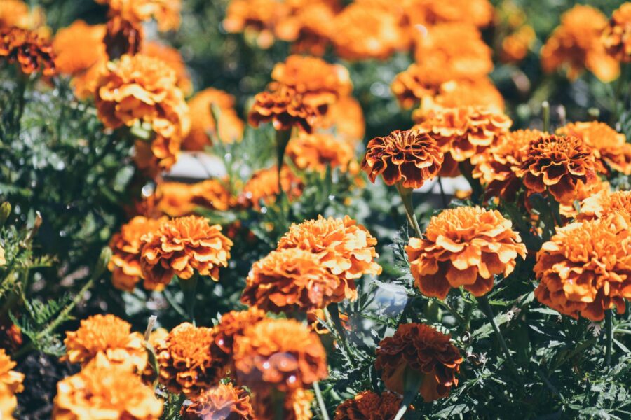 Tomato plants orange