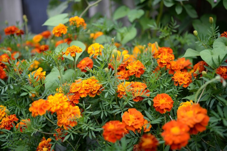 Tomato plants orange