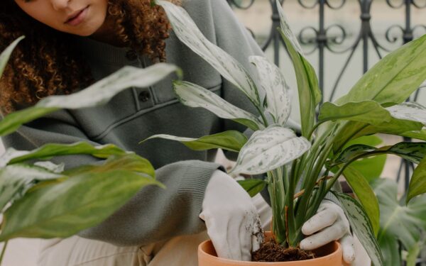 Mold on potting soil: what it means, when to worry and how to fix it naturally