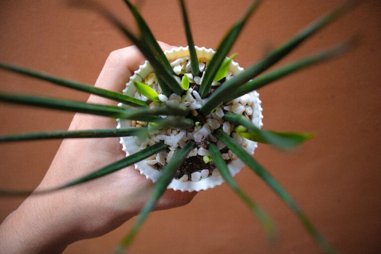 Indoor potted plant