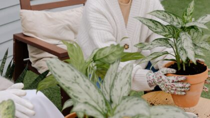 Mold on potting soil: why it happens and gentle ways to clear it