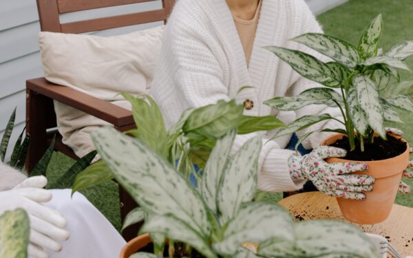 Mold on potting soil: why it happens and gentle ways to clear it