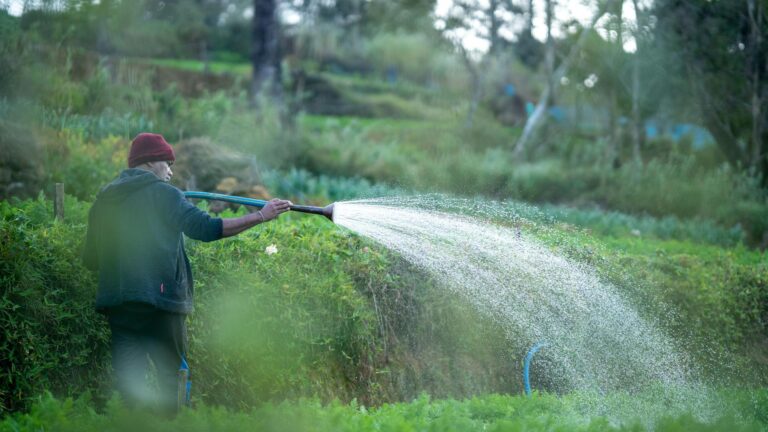 Garden hose watering vegetable bed morning light