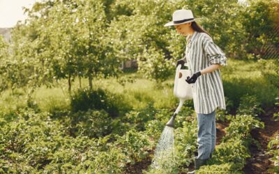 Morning watering made simple: a practical guide for pots, beds and balconies