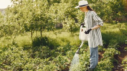 Morning watering made simple: a practical guide for pots, beds and balconies