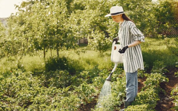 Morning watering made simple: a practical guide for pots, beds and balconies