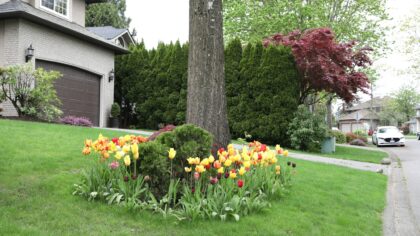 Natural front yard gardening ideas that fit into everyday life