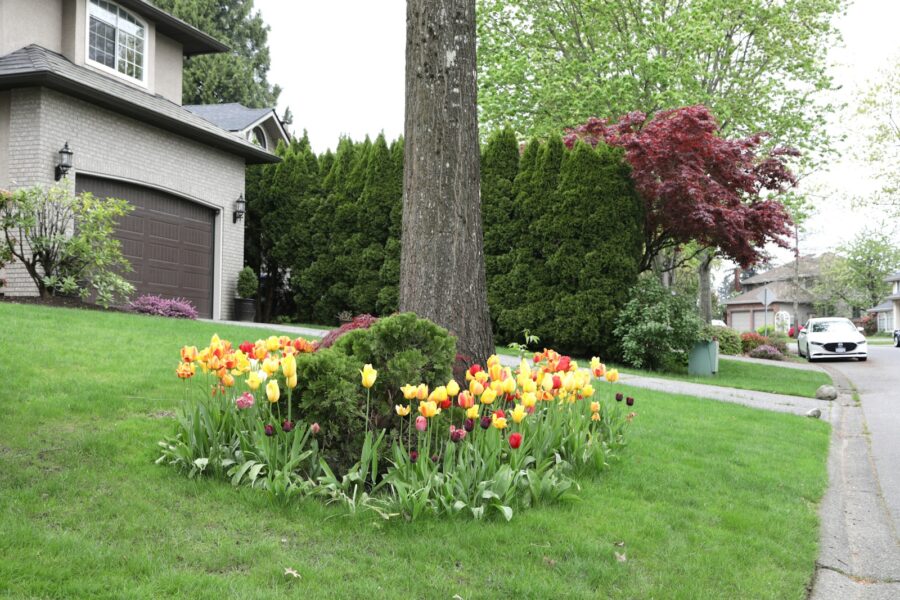 Front yard garden