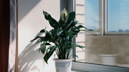 Peace lily care at home for reliable blooms and glossy green leaves