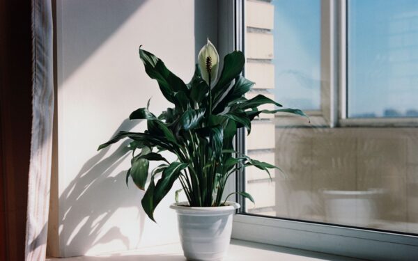 Peace lily care at home for reliable blooms and glossy green leaves