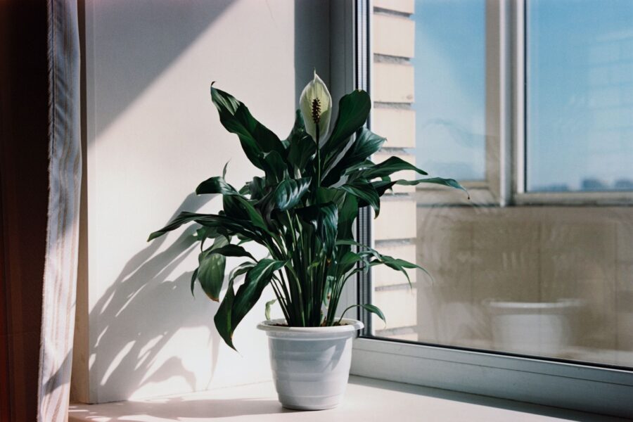Peace lily plant white flowers living room window