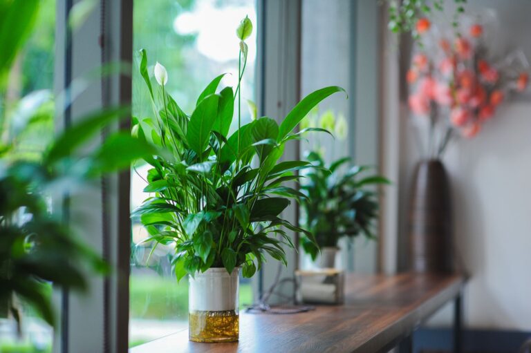 Peace lily plant white flowers living room window