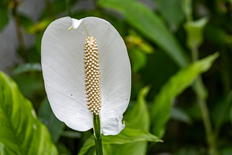 Peace lily close green leaves white spathes