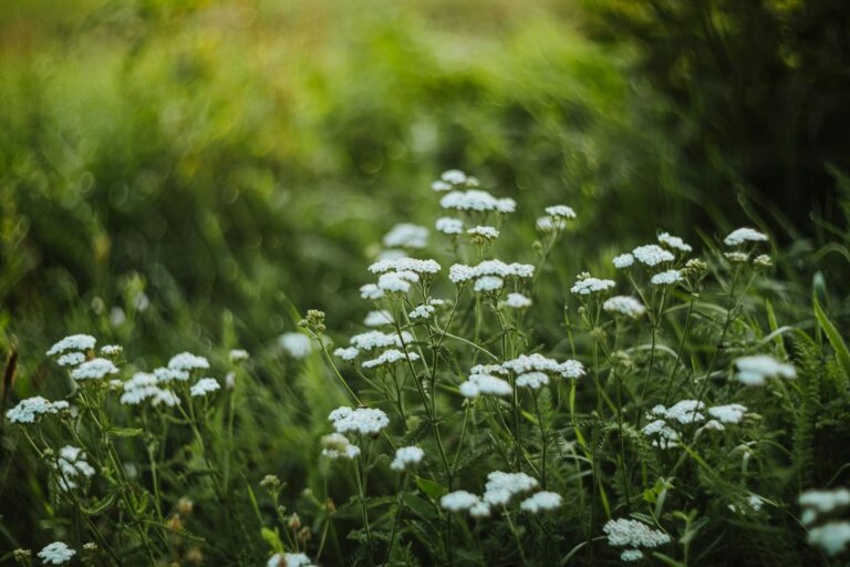 Yarrow echinacea mixed border