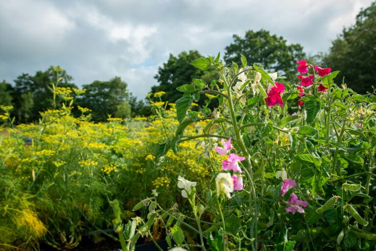 Perennial flowers beside vegetable beds