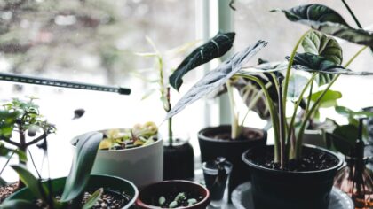 Repotting indoor plants the right way: a simple guide for happier roots