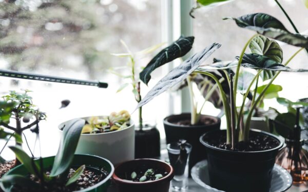 Repotting indoor plants the right way: a simple guide for happier roots