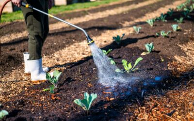 How to water seedlings after transplanting so they don’t die from stress