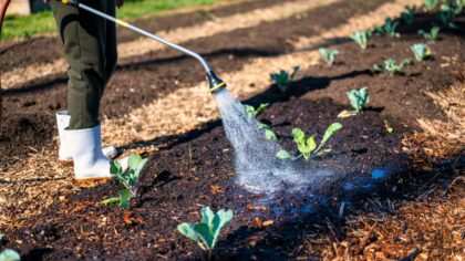 How to water seedlings after transplanting so they don’t die from stress