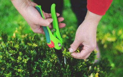 How to prune currants after flowering to boost yields up to threefold
