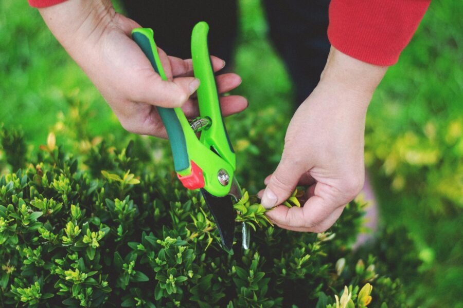 How to prune currants after flowering to boost yields up to threefold