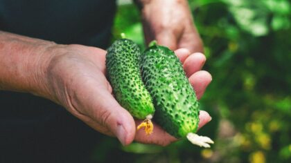 How to boost cucumber harvests with a simple bread-based fertilizer